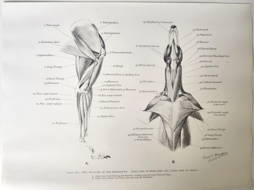 Greyhound dog muscles - dog,