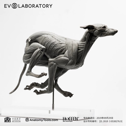 Muscle anatomy greyhound - muscle,