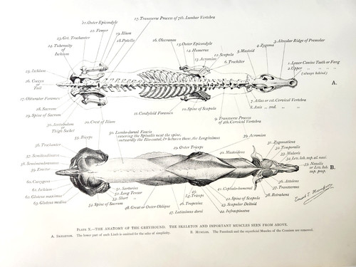 Greyhound dog muscles anatomy - muscles,