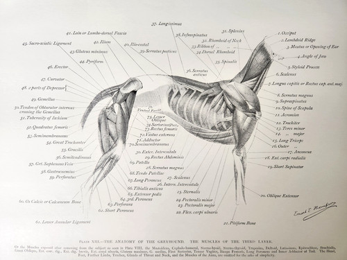Greyhound dog muscles - greyhound,