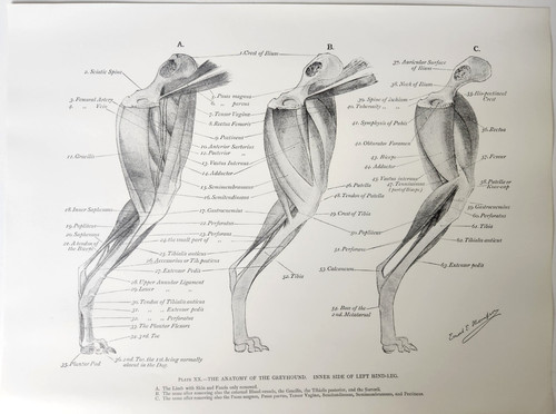 Greyhound dog muscles - greyhound,